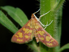 Stenochora lancinalis