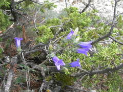 Campanula komarovii