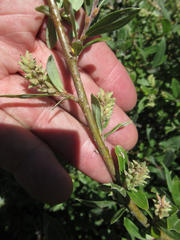 Salix brachycarpa brachycarpa