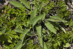 Scabiosa lachnophylla