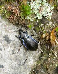 Carabus serratus