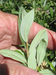 Salix brachycarpa brachycarpa
