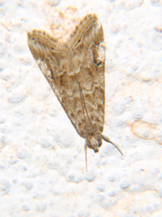 Hellula undalis