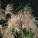 Chinese Silver Grass - Photo (c) 葉子, some rights reserved (CC BY-NC-ND), uploaded by 葉子