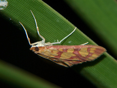 Stenochora lancinalis