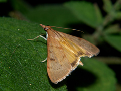 Uresiphita gilvata