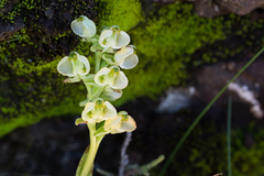 Pterygodium leucanthum