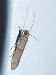 Cadra cautella
