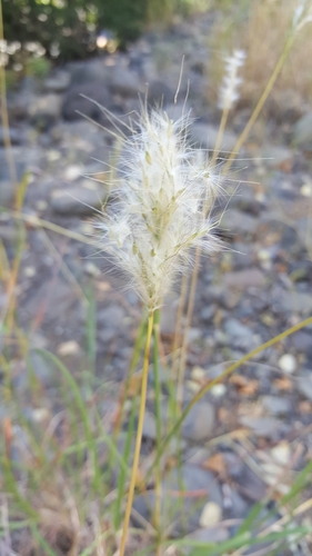 Bothriochloa barbinodis
