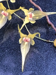 Trichosalpinx dirhamphis