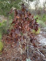 Quercus laevis