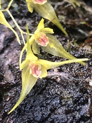 Trichosalpinx dirhamphis