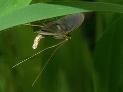 Filodes costivitralis