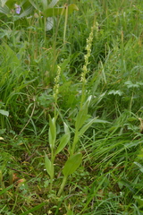 Platanthera convallariifolia