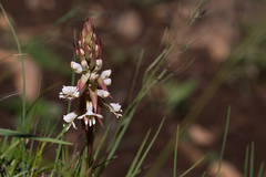 Satyrium cristatum cristatum