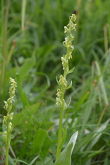 Platanthera convallariifolia