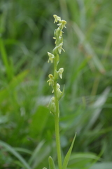 Platanthera convallariifolia