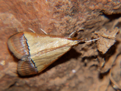 Pseudonoorda rubricostalis