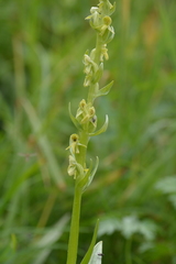 Platanthera convallariifolia