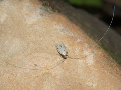 Ceromitia glandularis
