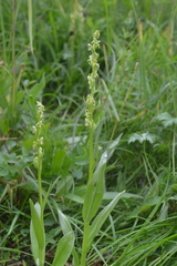 Platanthera convallariifolia