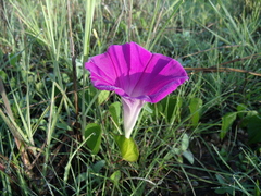 Ipomoea suffulta