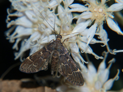 Duponchelia lanceolalis