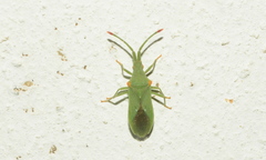 Brotheolus viridis