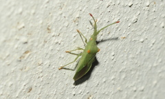 Brotheolus viridis