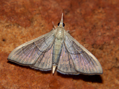 Poliobotys ablactalis