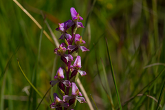 Disperis tysonii