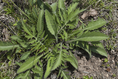 Scabiosa lachnophylla