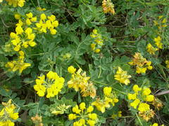 Coronilla coronata