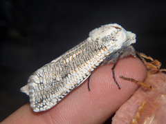 Azygophleps inclusa