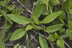 Cirsium vlassovianum