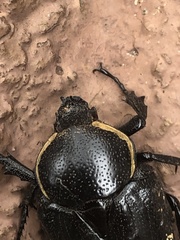 Hypselogenia geotrupina geotrupina