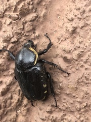 Hypselogenia geotrupina geotrupina