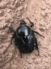 Hypselogenia geotrupina geotrupina