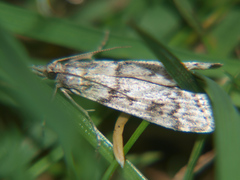 Eudonia lacustrata
