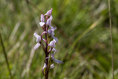 Brownleea recurvata