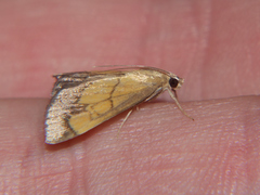 Evergestis limbata