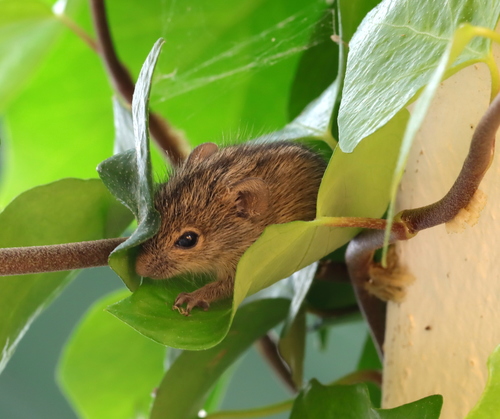 Xeric Four-striped Grass Rat