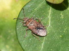 Orsillus depressus
