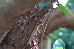 Syzygium nervosum