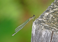Enallagma exsulans