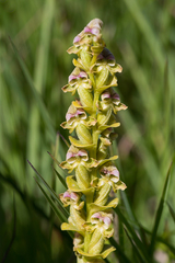 Disperis cardiophora