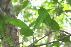 Syzygium nervosum