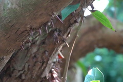 Syzygium nervosum