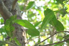 Syzygium nervosum