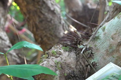 Syzygium nervosum